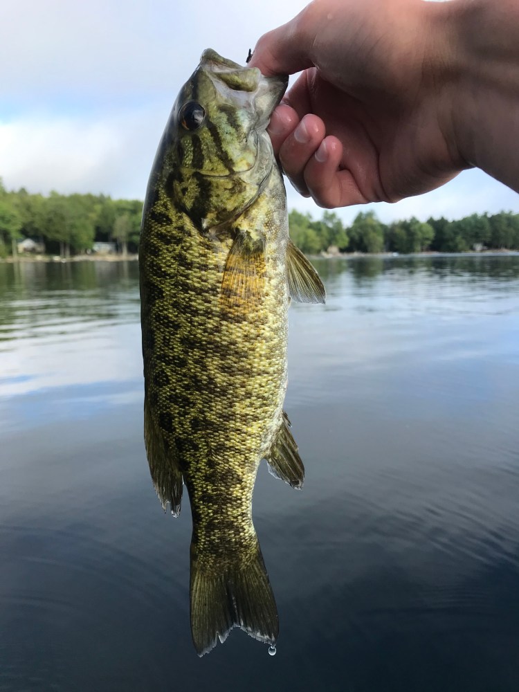 To Kill Or Not To Kill Smallmouth Bass Current Angler