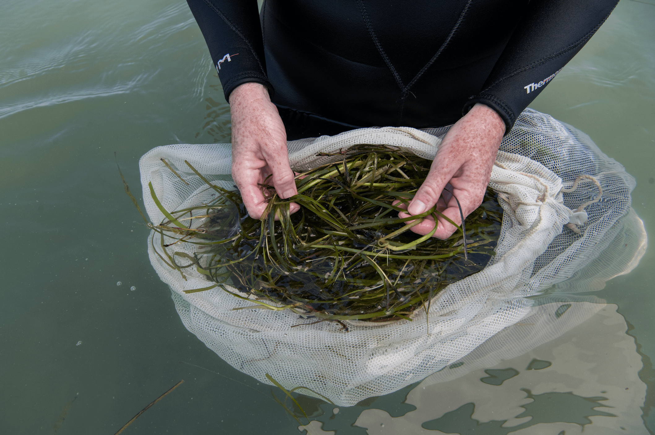World’s largest seagrass project proves 'You can actually restore the