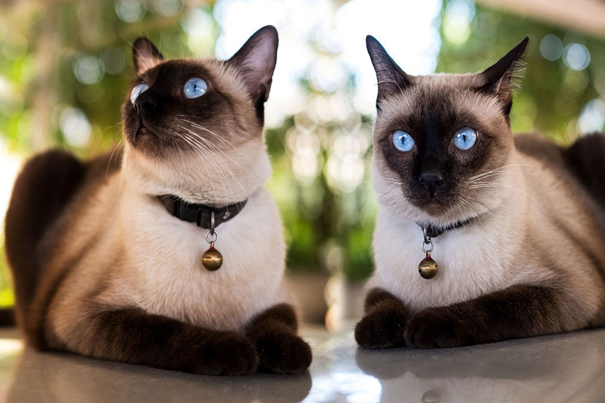 World Most Top 10 Intelligent Cat Breeds Ever!