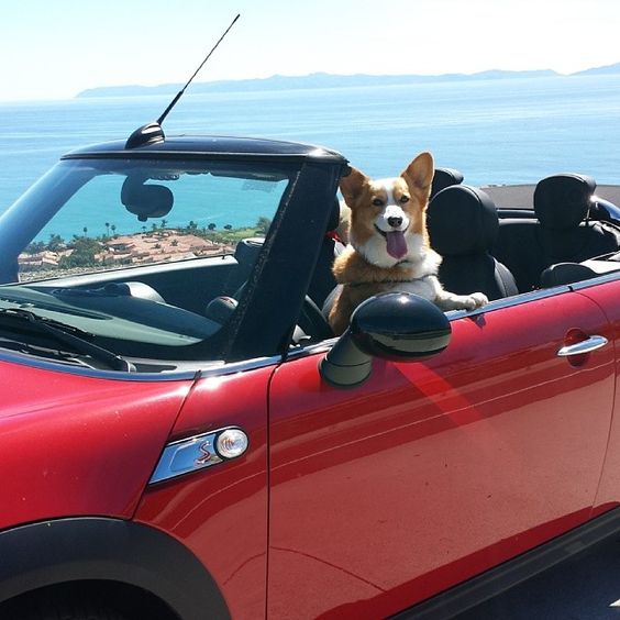 Riding in Cars with The Daily
