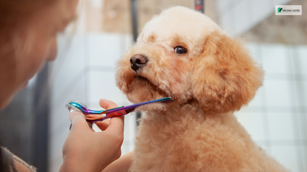 5 Frequent Dog Grooming Errors with Solutions TDN
