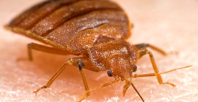 Baltimore Co. family gets 70K for bed bug infestation at Kushnerowned