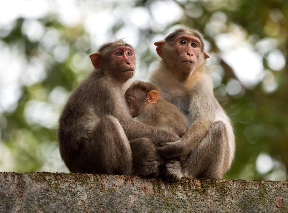 Here's How To Keep Monkeys Away From Your Home, farms and Gardens My Voice