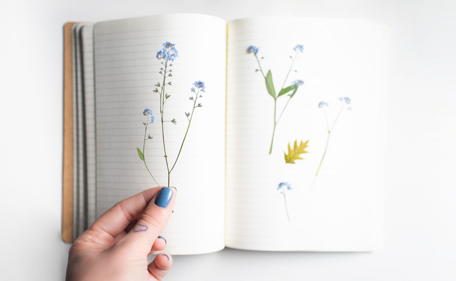 plant pressing tips THE DAINTY SQUID