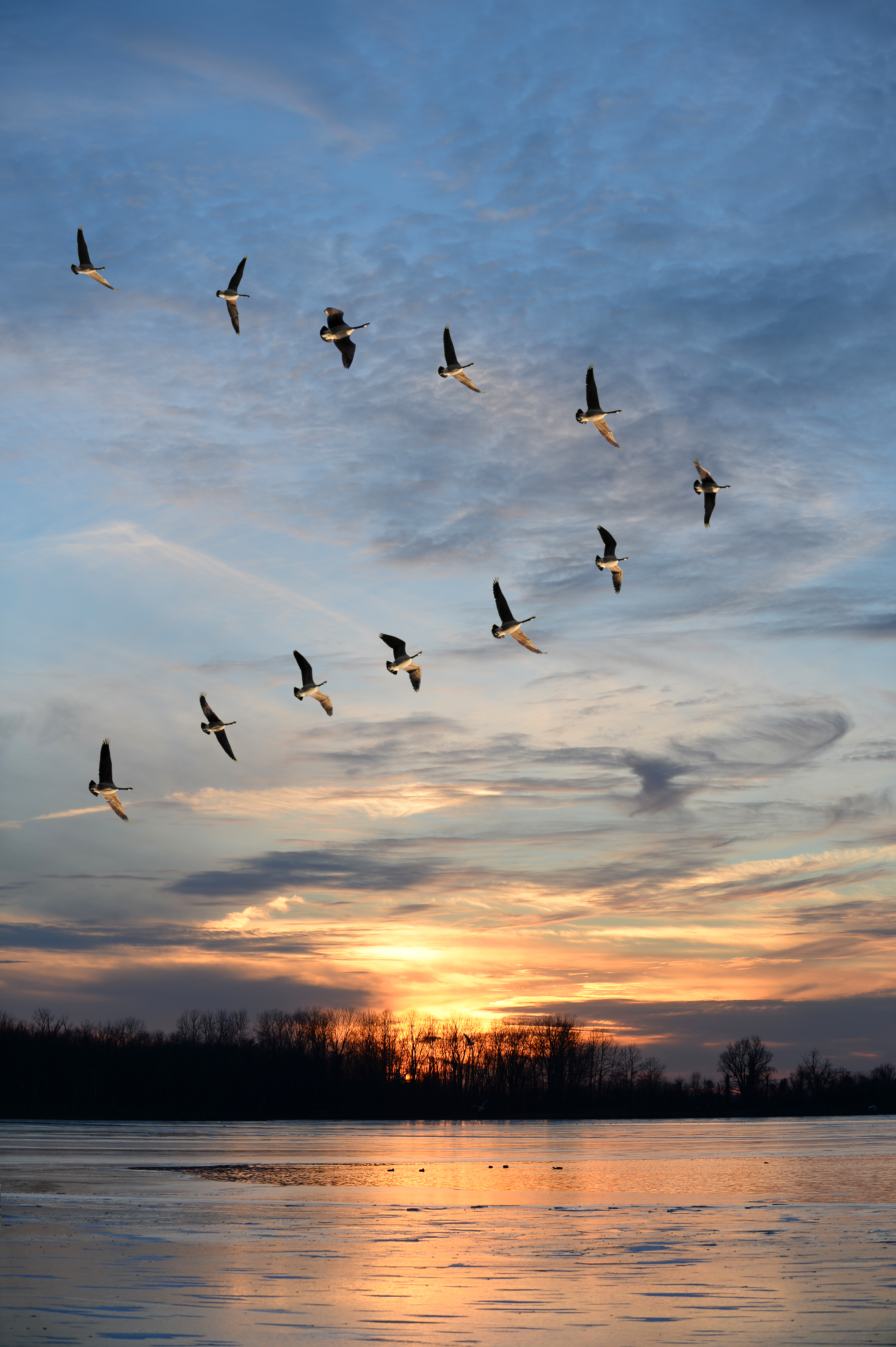 The Goose story The Danish Way of Parenting