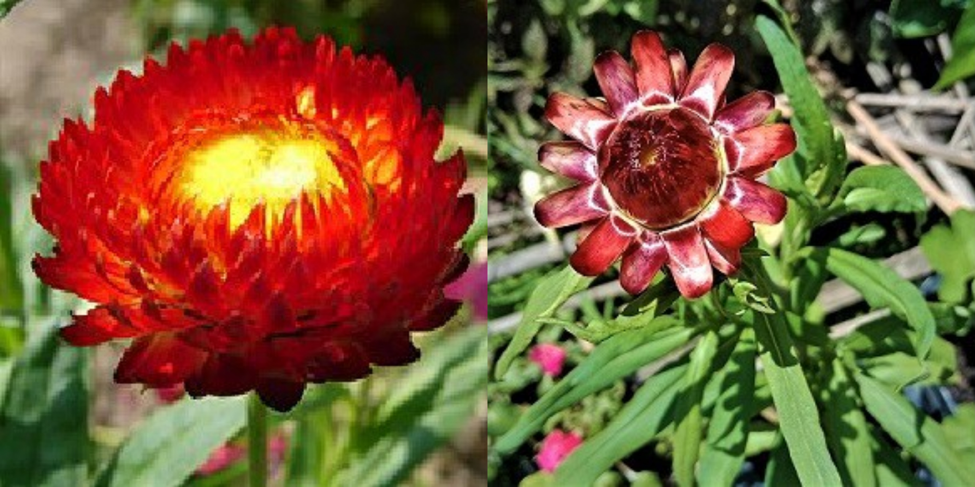 Finding a Flower Called Ajambari The Darjeeling Chronicle