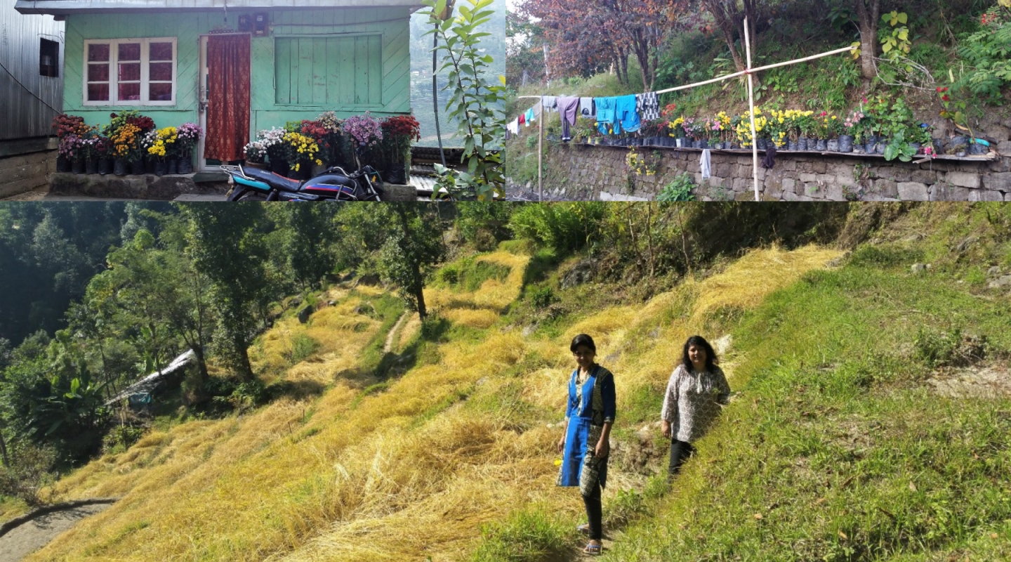 Finding a Flower Called Ajambari The Darjeeling Chronicle