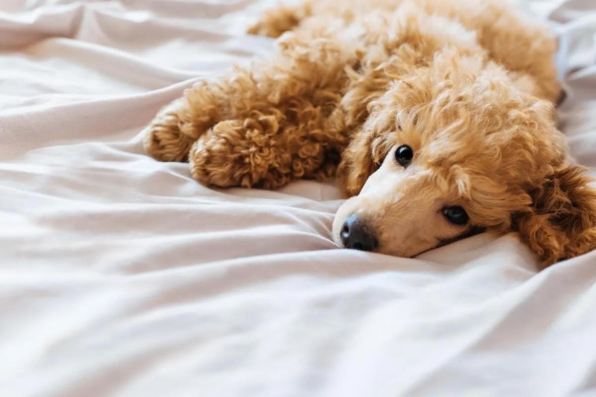 How to calm your puppy down Louise Glazebrook