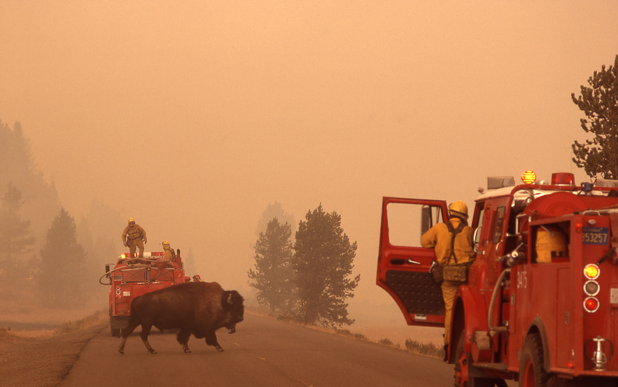 Fighting Fires Yellowstone National Park 1988 The Days Forward
