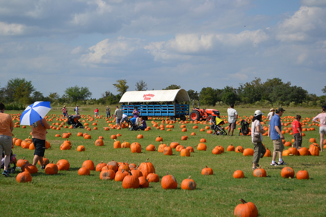 Texas Pumpkin Patches The Daytripper