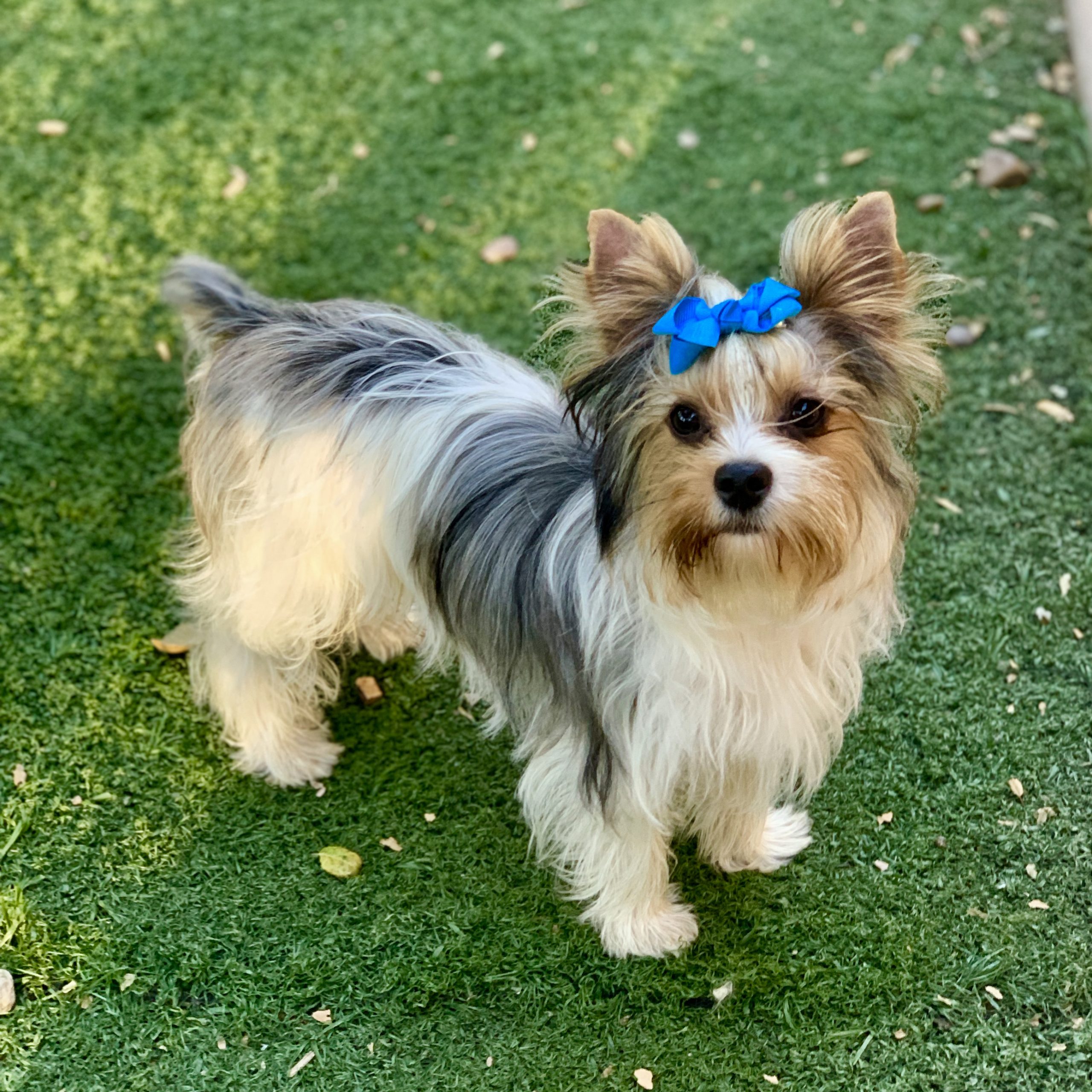 Yorkies For Sale The Decadent Dogs AKC Yorkies, APRI Yorkies and