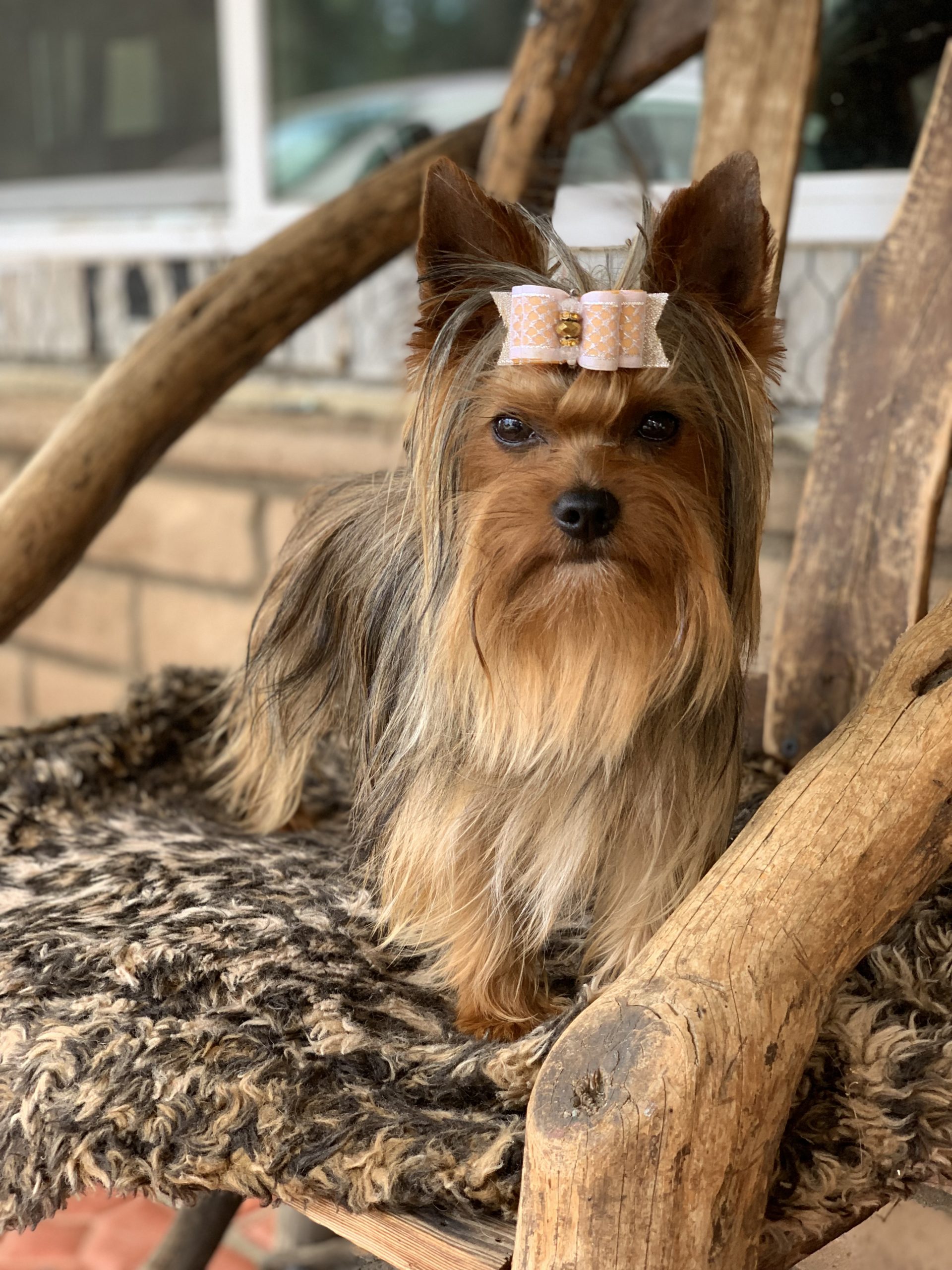 Yorkies For Sale The Decadent Dogs AKC Yorkies, APRI Yorkies and