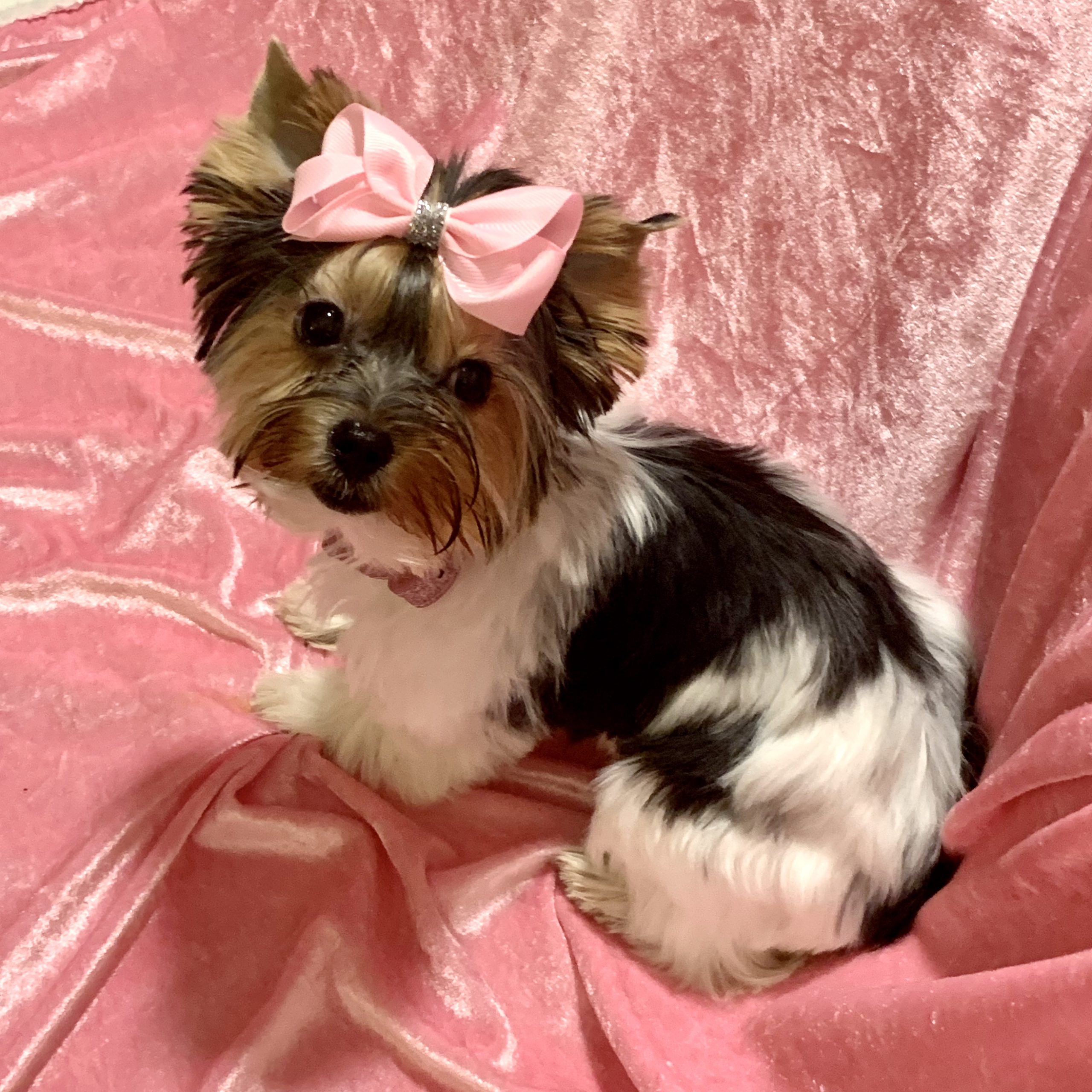 Yorkies For Sale The Decadent Dogs AKC Yorkies, APRI Yorkies and