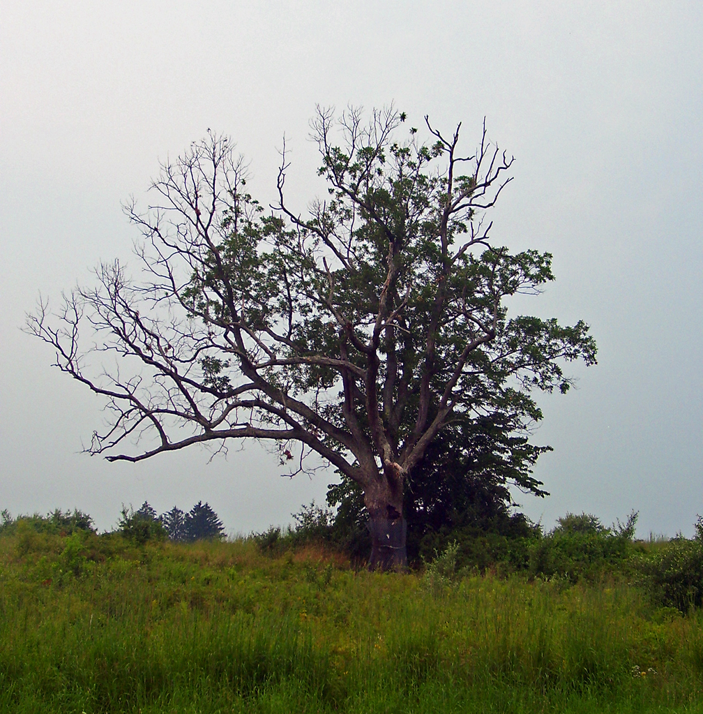 The Declaration Looking into the legend of the Devil’s Tree
