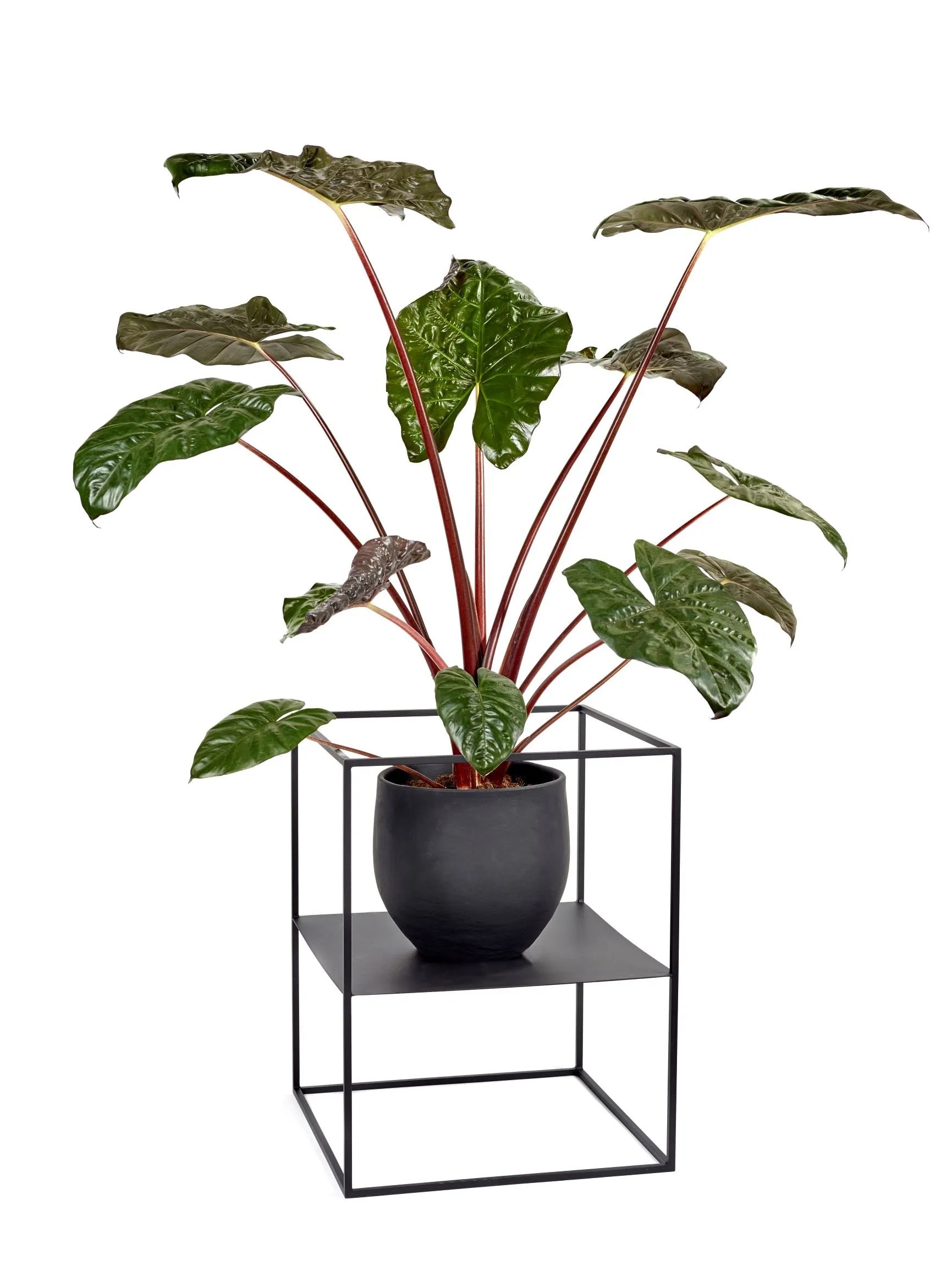 Plant Rack S Display Serax The Design Lover