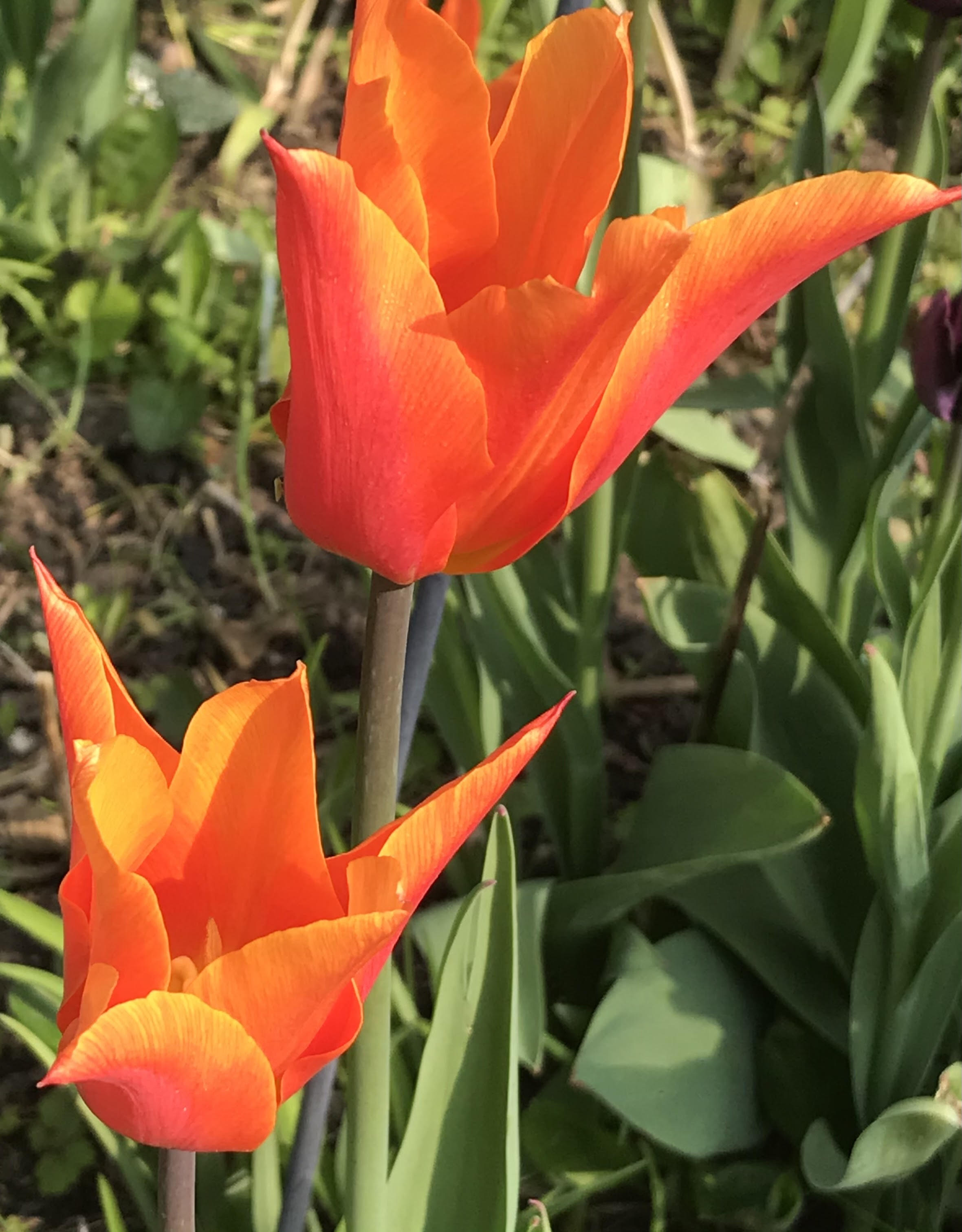 Flowers in May thedevelopingplot