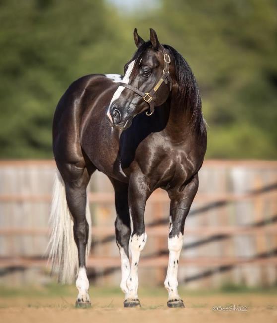 TURNPIKERS WAGON The Diamond Classic