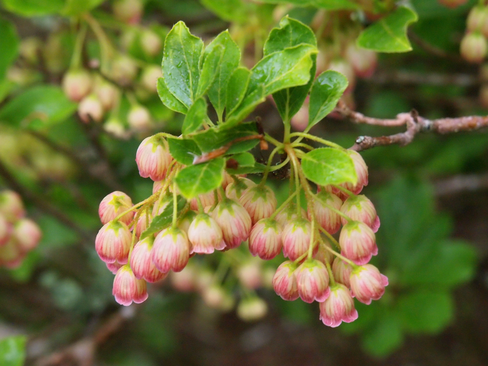 14th May The Garden Diary