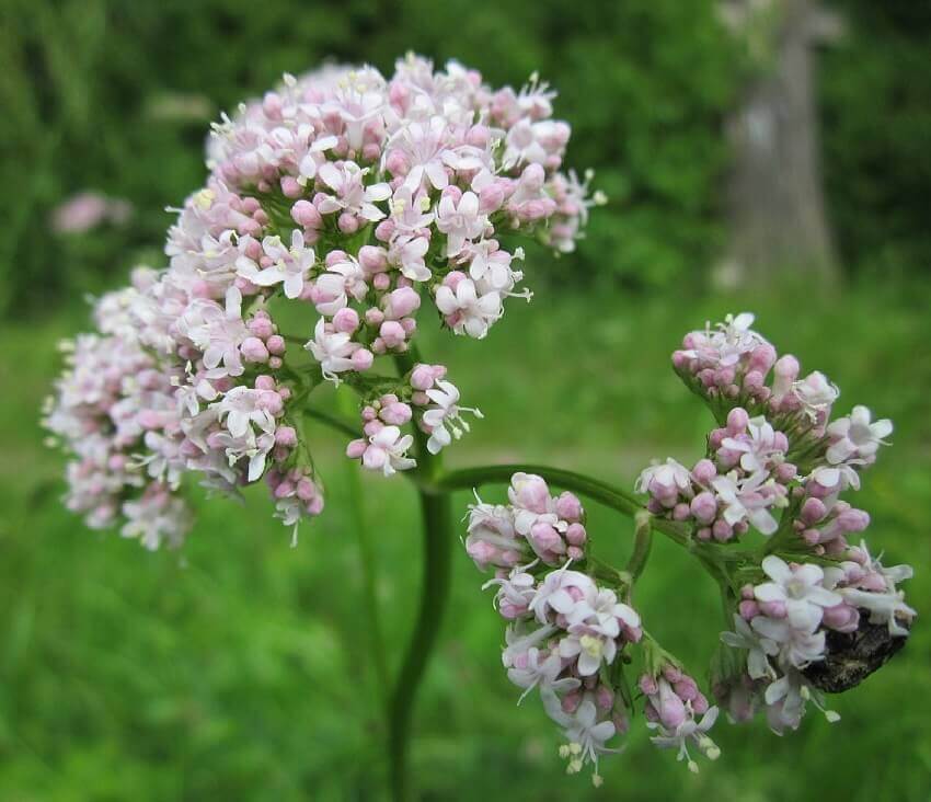 Valerian tea an ally to sleep and stay relaxed ThedietMD