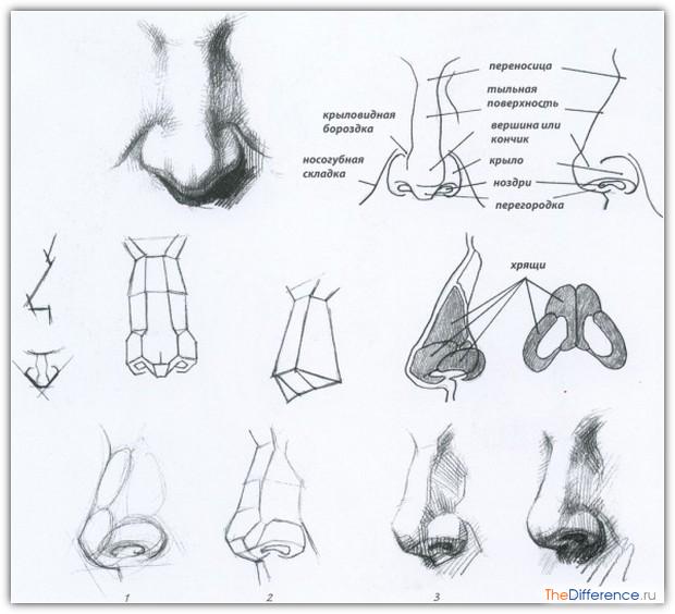 как научиться рисовать с фотографии карандашом