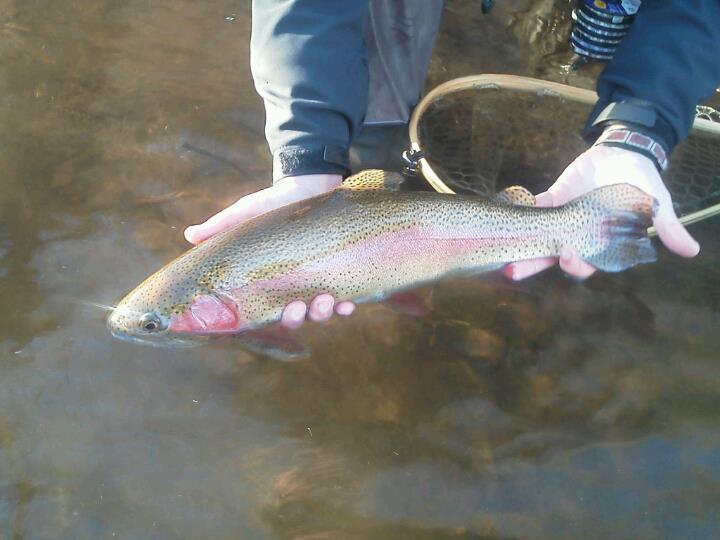 March 2013 The Dillsboro Dish