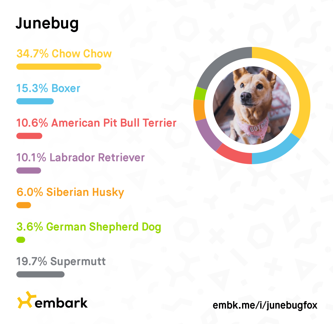 Why We Love the Embark DNA Test (Beyond Breed Analysis) The DINK Dog Mom