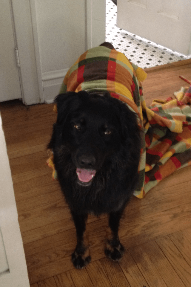 Clutch Your Stinky Blanket The Direction of Intention