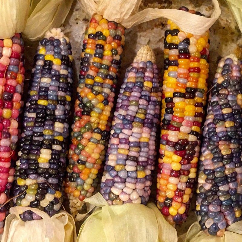 Give Color to Your Garden by Planting Rainbow Corn The Dirt Doctors