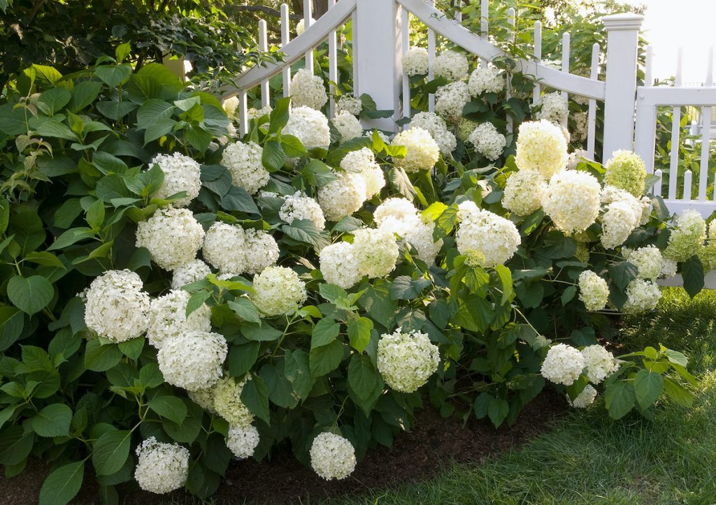 White Hydrangeas Varieties, Companions, Watering and Sunlight