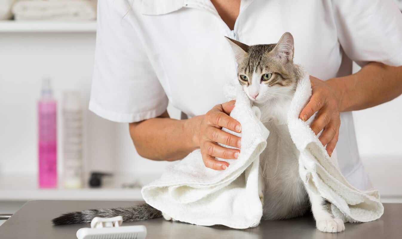 8 Best Cat Foods For Older Cats That Vomit 2022 I Discerning Cat