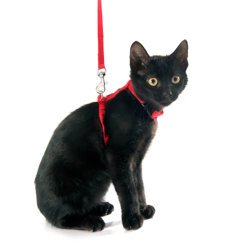 The 7 Best Escape Proof Cat Harness Options The Kitten Cat Post