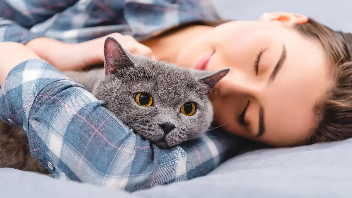 Why Do Cats Lay On Your Chest? – Outward Hound Why Does My Cat Lay On My Chest? 5 Reasons Why