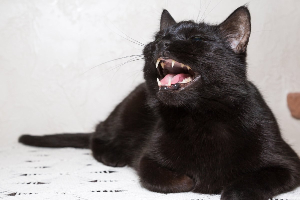 Why Do Cats Growl? 7 Reasons You Should Know I Discerning Cat