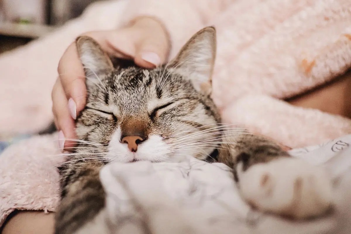 Why Do Cats Purr When You Stroke Them? 6 Reasons You Need To Know I Discerning Cat