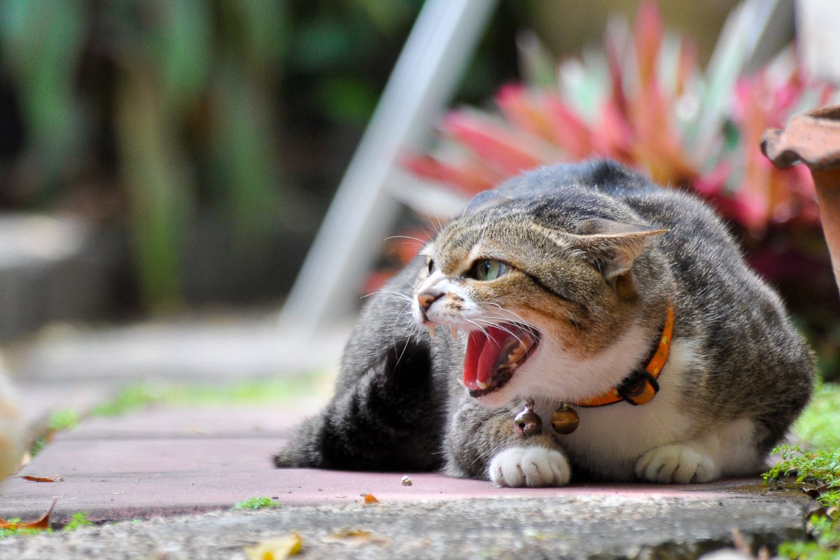 Why Do Cats Growl? 7 Reasons You Should Know I Discerning Cat