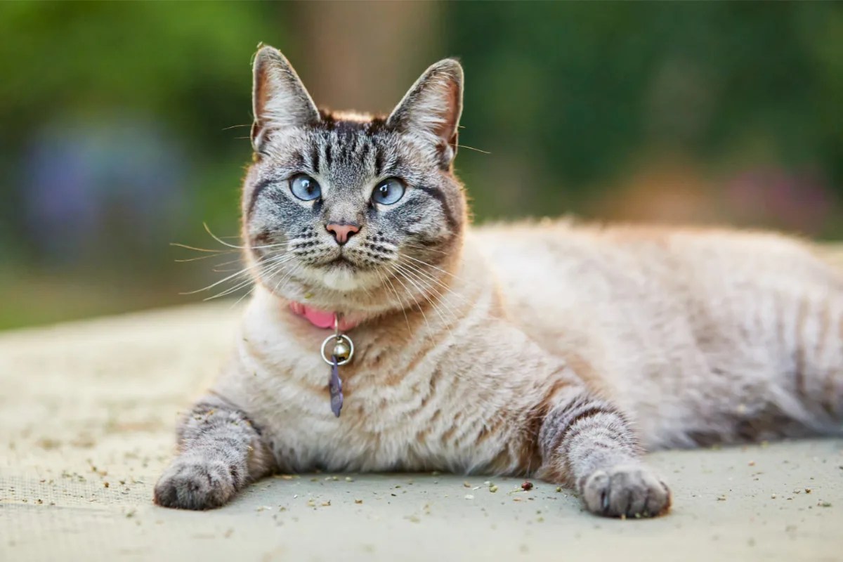 Lynx Point Siamese Cats I Why Everybody Wants One I Discerning Cat