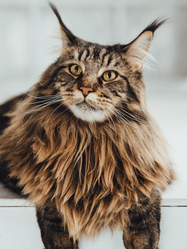 European Maine Coon vs American Maine Coon Story The Discerning Cat