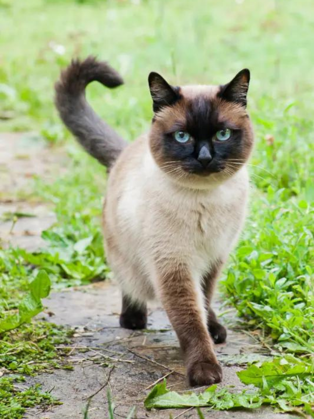 How Big Do Siamese Cats Get? Story The Discerning Cat