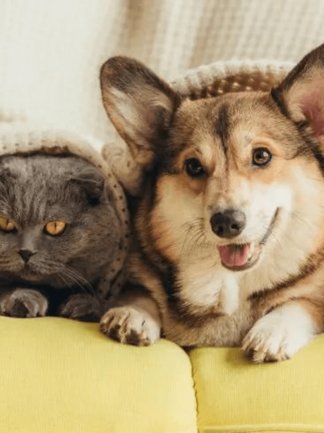 Can Get Along With Cats? Story The Discerning Cat