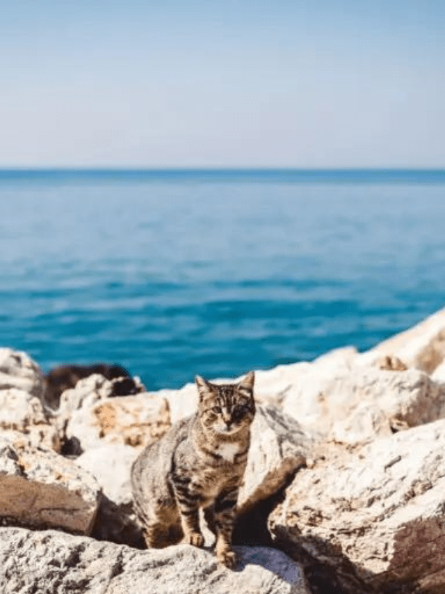 Best Greek Cat Names You’ll Adore Story The Discerning Cat