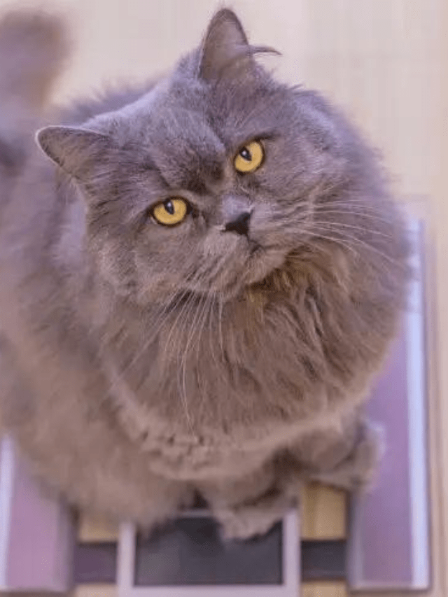 At What Age Are Cats Fully Grown? Story The Discerning Cat