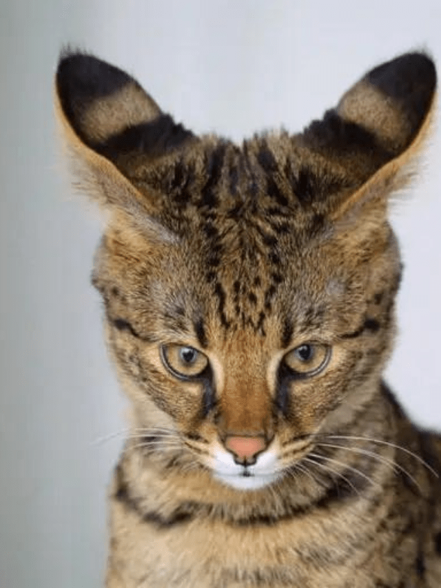 Weird Cat Breeds You'll Love And Adore Story The Discerning Cat