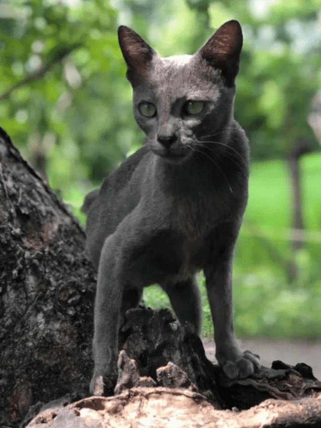 Everything You Need To Know About Raas Cats Story The Discerning Cat