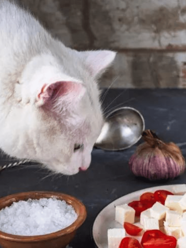Is Cheese Safe For Cats? Story The Discerning Cat