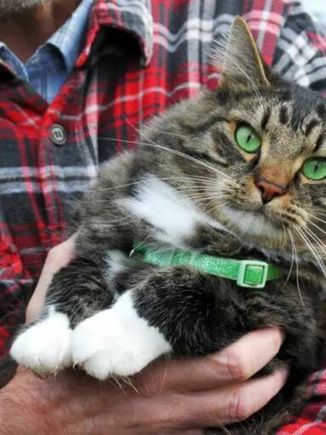 What Makes Maine Coon Cats So Special? Story The Discerning Cat