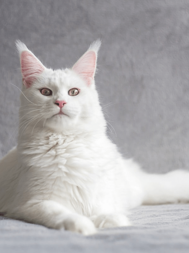 Reasons Why Cats Knead Their Owners Story The Discerning Cat