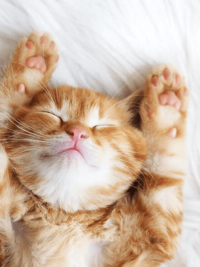 The Basics of Kitten Grooming Story The Discerning Cat