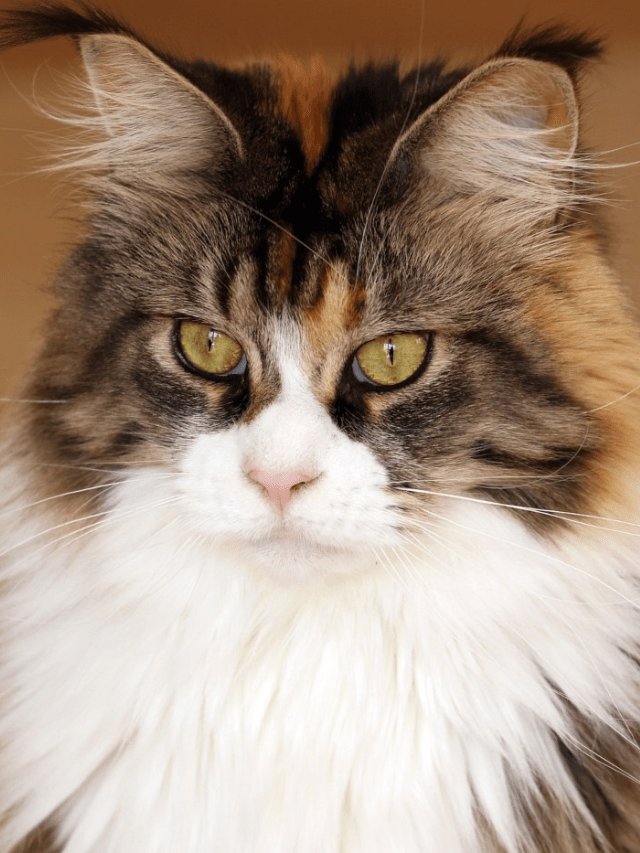 What Owners Need to Know About Calico Maine Coon Cats Story The