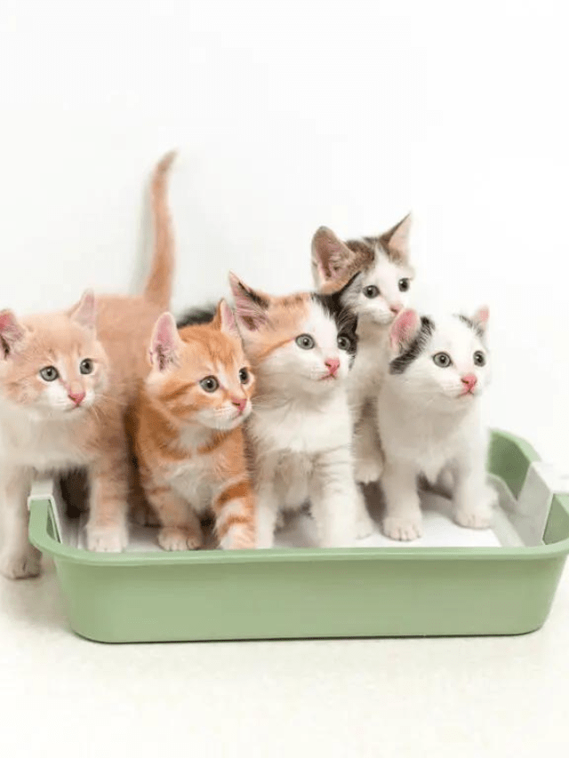 Why Does My Cat Have Dark Urine? Story The Discerning Cat