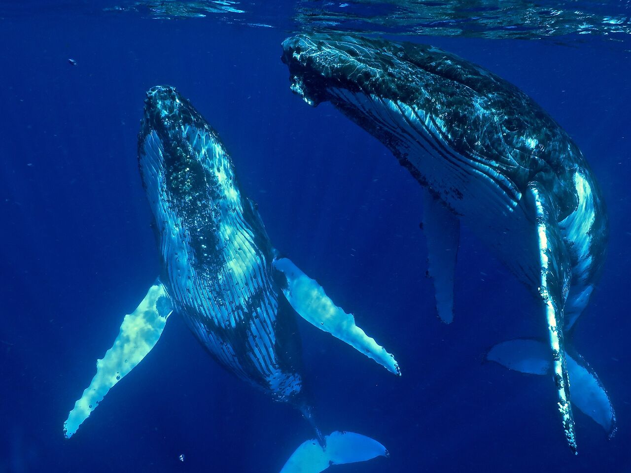 Humpback whale diving in Tonga Dive Shack